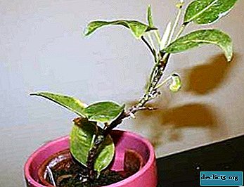 Liane chez toi: qu’est-ce qu’une plante d’intérieur grimpe à l’Anthurium et comment en prendre soin?