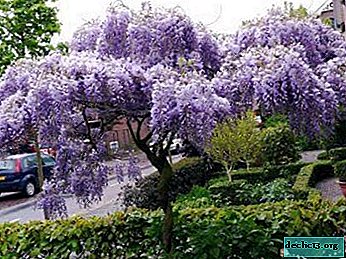 The purple miracle in your garden is wisteria. Outdoor cultivation and care
