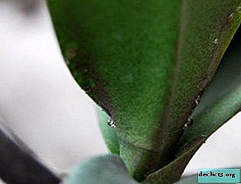 Folhas pegajosas em phalaenopsis - diagnóstico, instruções de tratamento para a doença