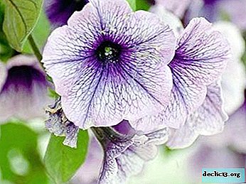 Sticky leaves in petunias: why is the plant covered with gray coating and rot?