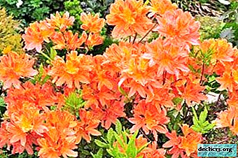 Rhododendron gugur: deskripsi dan perbedaan dari spesies lain. Perawatan tanaman