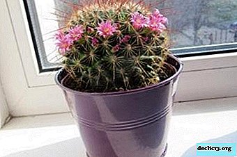Le meilleur endroit pour placer un cactus dans l'appartement est un rebord de fenêtre ou un balcon, ainsi que l'emplacement de la plante dans la rue.