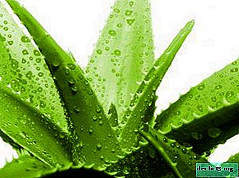 The best natural and pharmacy creams with aloe vera
