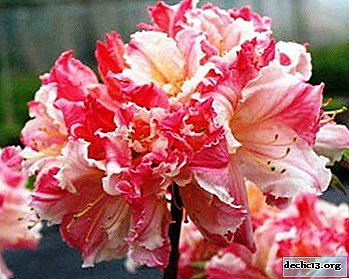 The best varieties of rhododendron or room azalea: names, descriptions and photos of flowers, as well as tips on planting and care