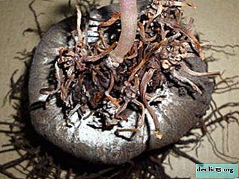 The best tips and instructions for propagating cyclamen by dividing the tuber