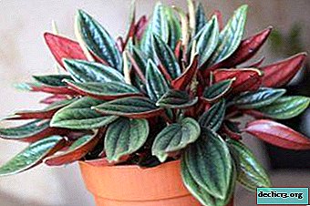 The best tips for caring for the plant Peperomia Rosso at home