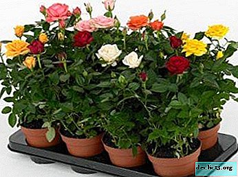 The best fertilizers for home roses in winter, summer, autumn and spring
