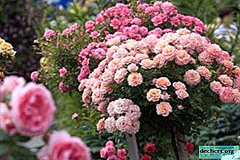 Las mejores variedades de rosas canadienses resistentes al invierno: descripción, foto y cuidado