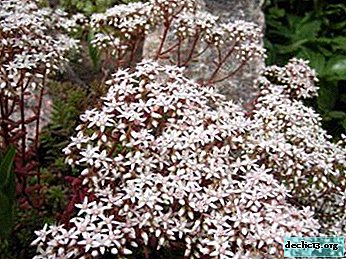 Easy care and unsurpassed decorativeness - Matron stonecrop for home and garden