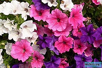 The favorite of summer residents of petunia - planting and care in the open ground
