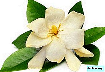 Magical and real properties of gardenia and its products
