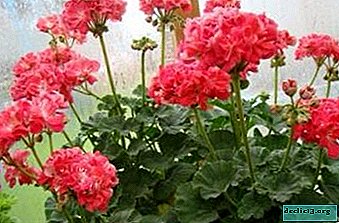 Terry pelargonium: varieties, reproduction and care at home - Home plants