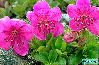 リトルヒーラー-カムチャツキーシャクナゲ：花の写真