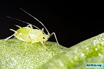 Majhna žuželka, ki povzroča veliko škode - listne uši. Opis s fotografijo, zgradbo, habitatom in vzrejo
