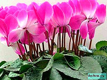 Dreaming of planting beautiful flowers? All about growing cyclamen at home and taking care of it