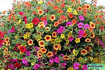 Petúnia de flores pequenas - um dos melhores em composições de ervas: as nuances de cuidado e cultivo