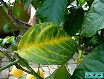 Pest and disease control measures for homemade lemon