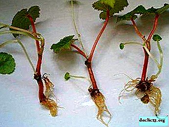 Propagation by cuttings for tuberous begonia: a detailed description of the process