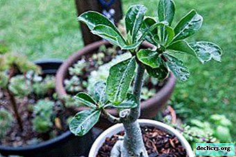 We know why variability on adenium leaves disappears, as well as on other flower problems