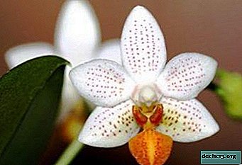 Mini-Mark: what is it, how does it look, and how to care for these varieties of phalaenopsis?