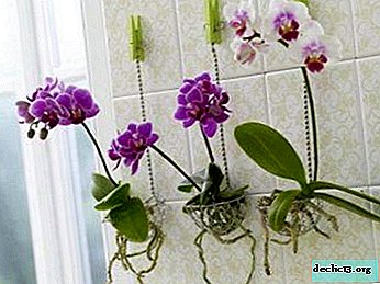 Mini-orkidea: phalaenopsis-kodinhoito