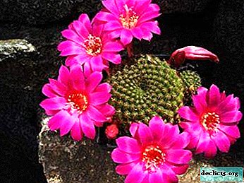 Cactus en miniatura del género Rebucius: una descripción de la especie, sus fotos y características de cuidado