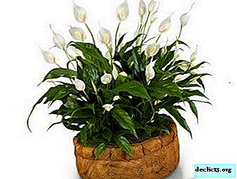 Miniature Spathiphyllum Strauss: blomsterbeskrivelse og regler for pleje