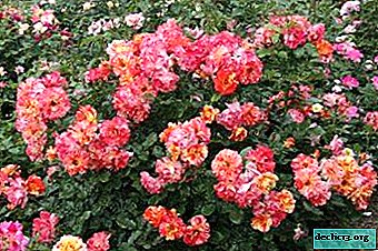 Večfloralne lepotice - poligantne vrtnice. Fotografije, navodila za gojenje iz semen, nasveti za nego