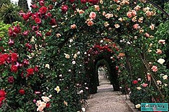 The variety of colors of the climbing rose - from white to black. Description of varieties of different shades