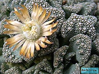 The variety of titanopsis, especially the propagation of the flower and its care, as well as photo species