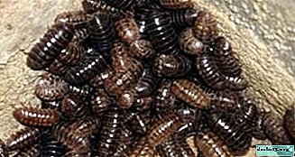 Woodlice - what are these creatures and where do they live? Definition and description of common species