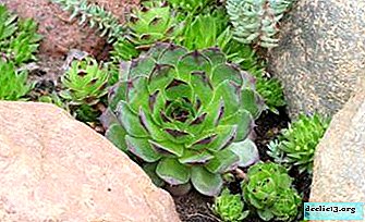 Sempervivum or stone rose - description and photo of the flower, especially the care at home