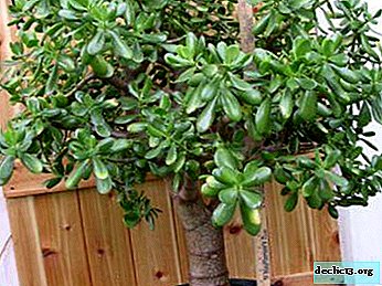Is it possible or not to keep a money tree at home? Useful properties and harm of the fatty