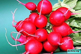 Is it possible to give a child a radish: from what age it is allowed, how to enter into the diet and with what is it recommended to combine? - Vegetable growing