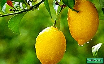 Puis-je manger du citron avec la goutte? Les avantages et les inconvénients des agrumes, ainsi que des recommandations d'utilisation