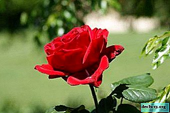 Is it possible and how to grow a rose from seeds? Recommendations for planting and flower care