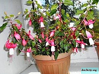 Is it possible to cut fuchsia for the winter and how to carry out the procedure so that there is lush flowering?