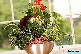 Is it possible to rejuvenate anthurium, and how to do it at home?