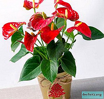 Is it possible to transplant anthurium at home during flowering and how to carry it out correctly?