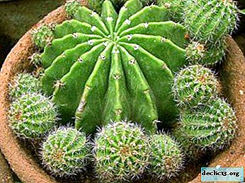 Er det muligt at gemme en døende kaktus, og hvordan man gør det rigtigt? Årsager til tips om lidelse og pleje