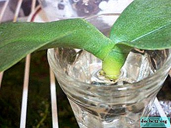 Is it possible to grow an orchid in water at home and how long does it take to keep the plant in this state?