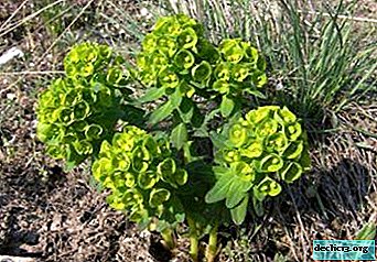 איש השורש או Pallas Euphorbia - יישום ברפואה העממית, בעיקר טיפוח