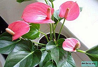 Moška sreča ali roza anthurium: opis, fotografija in gojenje doma