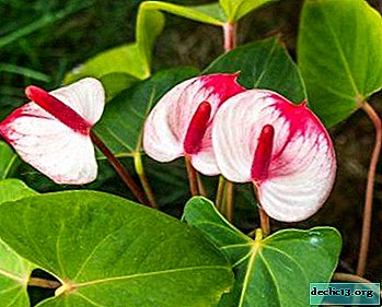 "Male happiness" in your home: types and varieties of anthurium and care for it