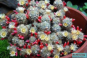 Verschenen er knoppen op de cactus? Hoe Mammillaria thuis bloeit: hoe vaak, hoe lang en wanneer?