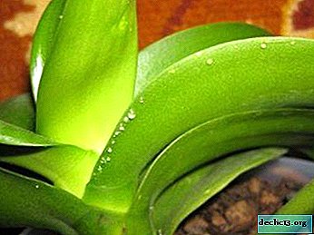 En la orquídea hay gotas pegajosas en las hojas: ¿por qué y qué hacer al respecto?