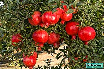 Ljubitelji granatnega jabolka upoštevajte: kje rastejo in ali je mogoče saditi doma?