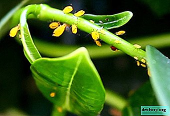 난초 소유자에게 참고 : 식물에서 진딧물을 제거하는 방법?