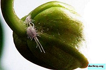 For beginner gardeners, a note: how to get rid of a mealybug on an orchid?