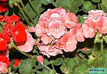 The most common diseases of pelargonium and methods of dealing with them